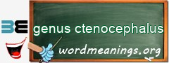 WordMeaning blackboard for genus ctenocephalus